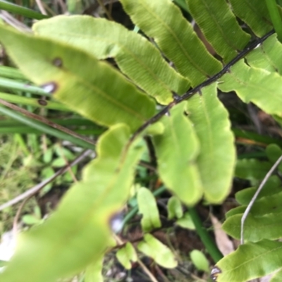 Blechnum wattsii (Hard Water Fern) at Gibraltar Pines - 14 Apr 2021 by Tapirlord