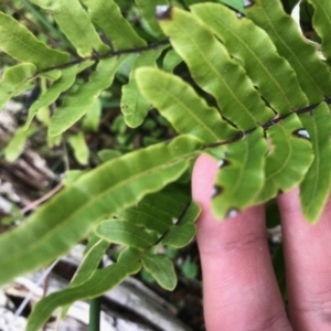 Blechnum wattsii at Paddys River, ACT - 14 Apr 2021