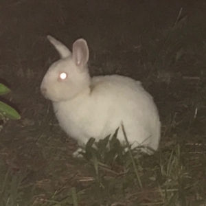 Oryctolagus cuniculus at Garran, ACT - 14 Apr 2021