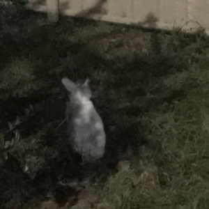 Oryctolagus cuniculus at Garran, ACT - 14 Apr 2021