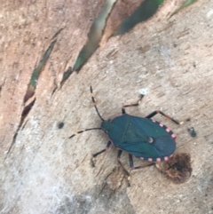 Notius depressus (Shield bug) at Phillip, ACT - 18 Apr 2021 by Tapirlord