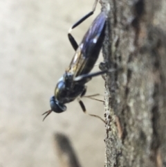 Exaireta spinigera (Garden Soldier Fly) at Mittagong - 26 Apr 2021 by Margot