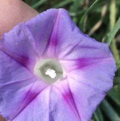 Ipomoea purpurea (Common Morning Glory) at City Renewal Authority Area - 2 May 2021 by Ned_Johnston