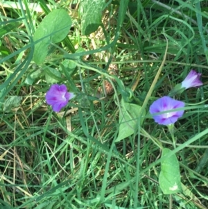 Ipomoea purpurea at Turner, ACT - 2 May 2021