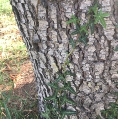 Hedera helix at Haig Park - 2 May 2021