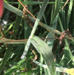 Holcus lanatus at Yarralumla, ACT - 2 May 2021