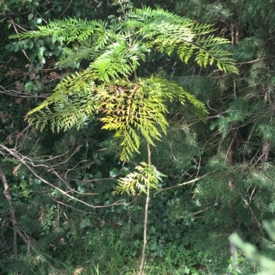 Grevillea robusta (Silky Oak) at Yarralumla, ACT - 2 May 2021 by NedJohnston