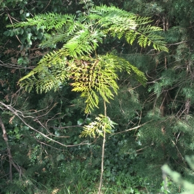 Grevillea robusta (Silky Oak) at Yarralumla, ACT - 2 May 2021 by Ned_Johnston