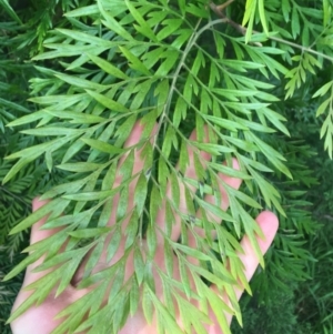 Grevillea robusta at Yarralumla, ACT - 2 May 2021