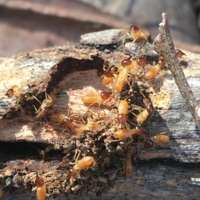 Nasutitermes sp. (genus) (Snouted termite, Gluegun termite) at Lake Burley Griffin West - 2 May 2021 by Ned_Johnston
