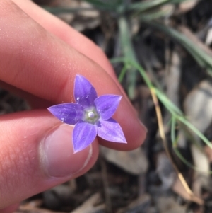 Wahlenbergia capillaris at Lake Burley Griffin West - 2 May 2021
