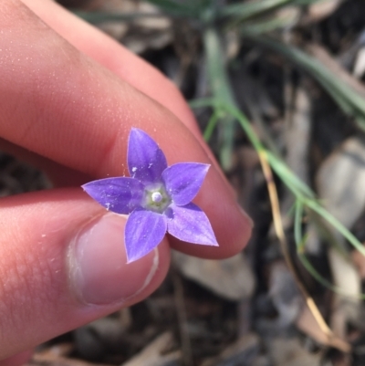 Wahlenbergia capillaris (Tufted Bluebell) at Blue Gum Point to Attunga Bay - 2 May 2021 by NedJohnston