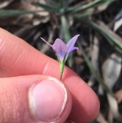 Wahlenbergia capillaris at Lake Burley Griffin West - 2 May 2021