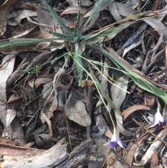 Wahlenbergia capillaris at Lake Burley Griffin West - 2 May 2021