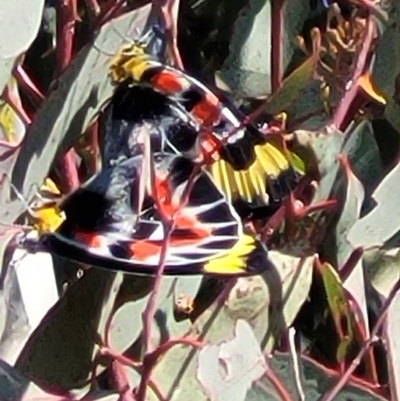 Delias harpalyce (Imperial Jezebel) at Mount Taylor - 1 May 2021 by Kristy