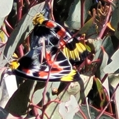 Delias harpalyce (Imperial Jezebel) at Tuggeranong DC, ACT - 1 May 2021 by Kristy