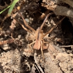 Sidymella trapezia (Trapezoid Crab Spider) at Murrumbateman, NSW - 2 May 2021 by SimoneC
