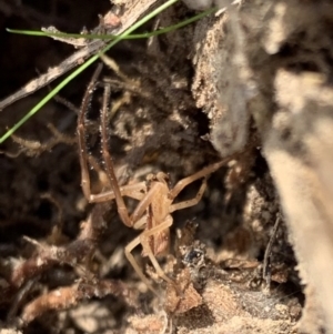 Sidymella trapezia at Murrumbateman, NSW - 2 May 2021