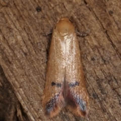 Tachystola hemisema (A Concealer moth) at Melba, ACT - 28 Apr 2021 by kasiaaus