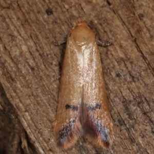 Tachystola hemisema at Melba, ACT - 28 Apr 2021 10:20 PM