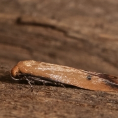 Tachystola hemisema at Melba, ACT - 28 Apr 2021 10:20 PM