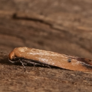 Tachystola hemisema at Melba, ACT - 28 Apr 2021