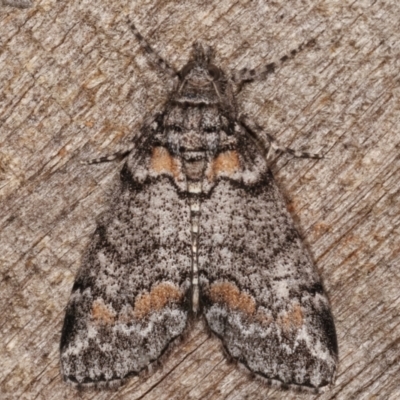 Smyriodes undescribed species nr aplectaria at Melba, ACT - 29 Apr 2021 by kasiaaus