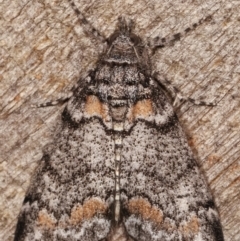 Smyriodes undescribed species nr aplectaria at Melba, ACT - 29 Apr 2021