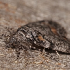 Smyriodes undescribed species nr aplectaria at Melba, ACT - 29 Apr 2021