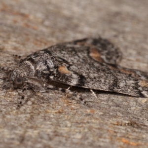 Smyriodes undescribed species nr aplectaria at Melba, ACT - 29 Apr 2021