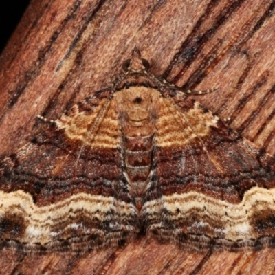 Unidentified Geometer moth (Geometridae) at Melba, ACT - 29 Apr 2021 by kasiaaus