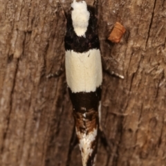 Monopis icterogastra (Wool Moth) at Melba, ACT - 29 Apr 2021 by kasiaaus