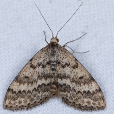 Scopula rubraria (Reddish Wave, Plantain Moth) at Melba, ACT - 29 Apr 2021 by kasiaaus