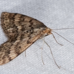 Scopula rubraria at Melba, ACT - 29 Apr 2021