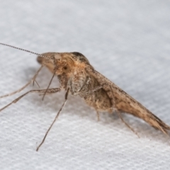 Scopula rubraria at Melba, ACT - 29 Apr 2021 11:32 PM