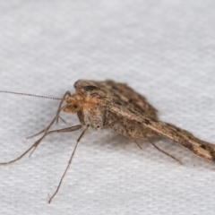 Scopula rubraria at Melba, ACT - 29 Apr 2021 11:32 PM