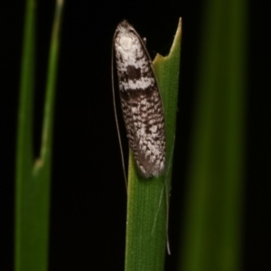 Ceromitia iolampra at Melba, ACT - 29 Apr 2021