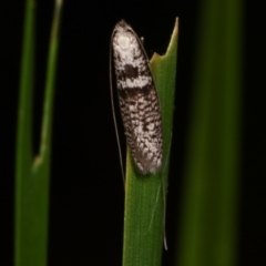 Ceromitia iolampra (A Fairy moth) at Melba, ACT - 29 Apr 2021 by kasiaaus
