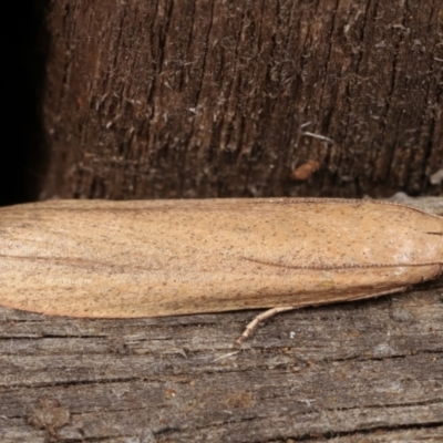 Meyriccia latro (Pyralid moth) at Melba, ACT - 30 Apr 2021 by kasiaaus