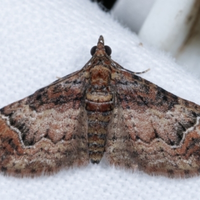 Mnesiloba eupitheciata (Montane Carpet) at Melba, ACT - 30 Apr 2021 by kasiaaus