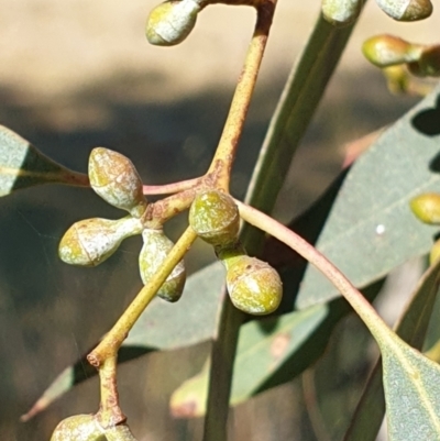 Eucalyptus rubida subsp. rubida (Candlebark) at Cook, ACT - 3 May 2021 by drakes