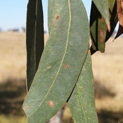 Eucalyptus rubida subsp. rubida at Mount Painter - 3 May 2021 10:33 AM