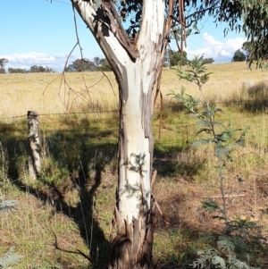 Eucalyptus rubida subsp. rubida at Mount Painter - 3 May 2021