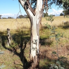 Eucalyptus rubida subsp. rubida at Cook, ACT - 3 May 2021