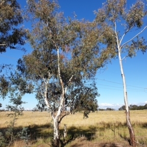 Eucalyptus rubida subsp. rubida at Mount Painter - 3 May 2021 10:33 AM