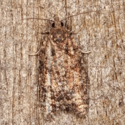 Tortricinae (subfamily) (A tortrix moth) at Melba, ACT - 29 Apr 2021 by kasiaaus