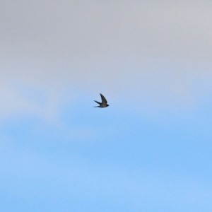 Hirundo neoxena at Molonglo Valley, ACT - 3 May 2021