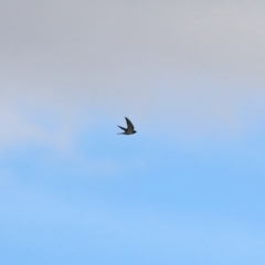 Hirundo neoxena (Welcome Swallow) at Molonglo Valley, ACT - 3 May 2021 by RodDeb