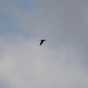 Hirundo neoxena at Molonglo Valley, ACT - 3 May 2021