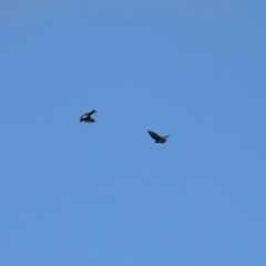 Hirundo neoxena at Molonglo Valley, ACT - 3 May 2021